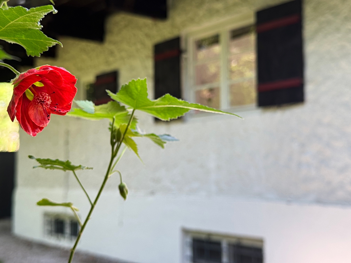 Detail aus dem Garten 